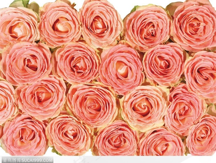 玫瑰花束-堆起的粉色玫瑰