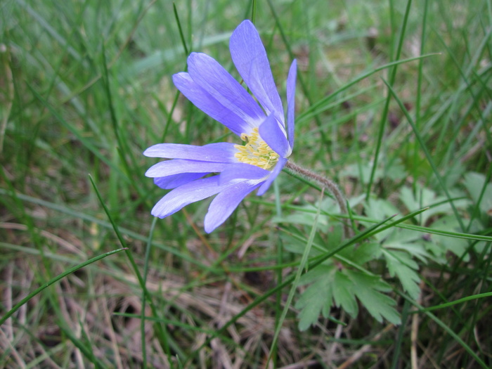 野生紫色银莲花图片