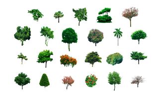 树木植物素材