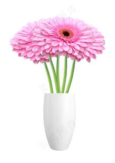 粉红色菊花图 粉红色菊花图