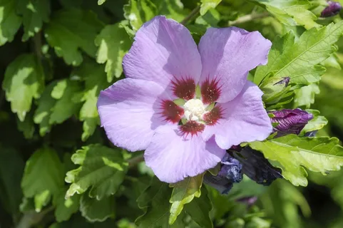 淡紫色芙蓉开花图片 淡紫色芙蓉开花图片