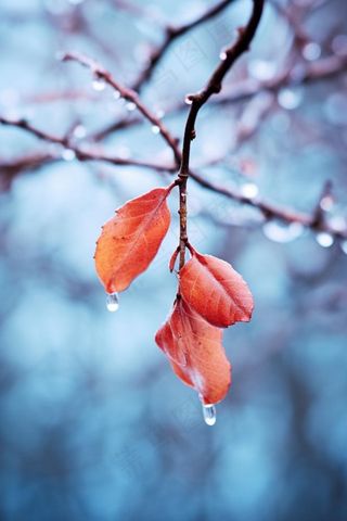 秋叶红色冰水珠背景