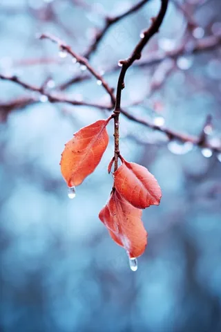 秋叶红色冰水珠背景