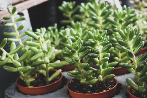 diy多肉植物小盆栽图片 diy多肉植物小盆栽图片