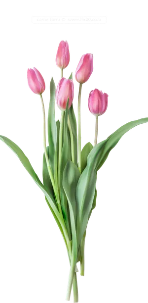 免抠美丽花朵图片 免抠美丽花朵图片