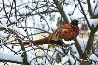 鸡母鸡走地鸡散养鸡鸡肉农村牧场山鸡山鸟