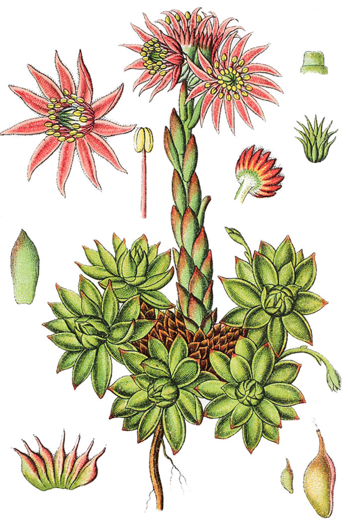 现代农业花叶