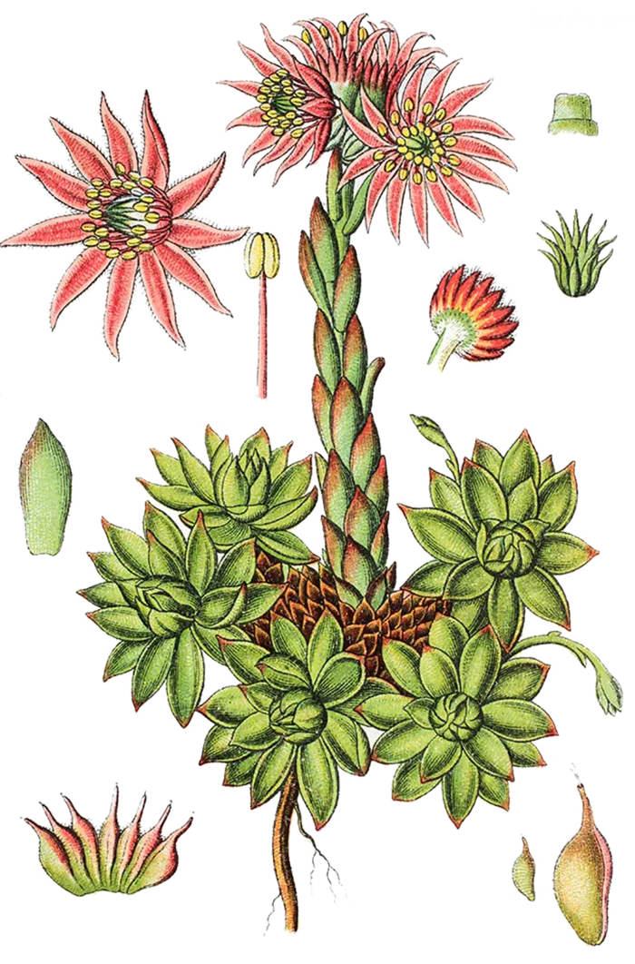现代农业花叶