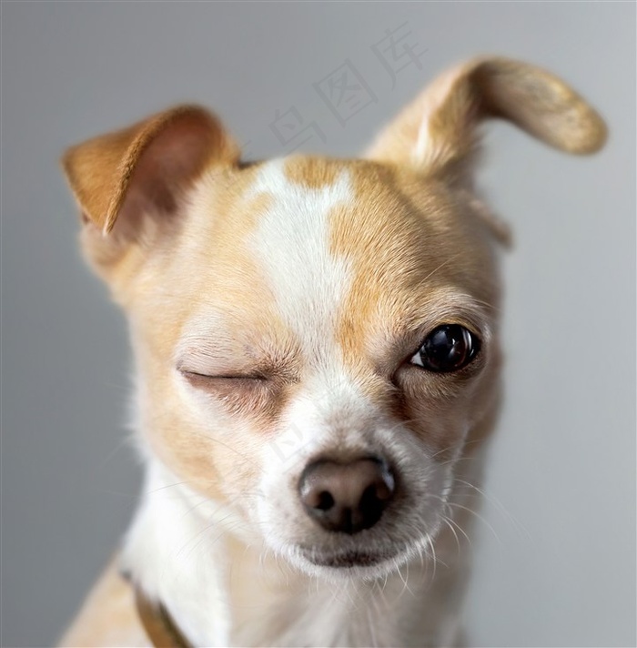 北京犬狗狗图片
