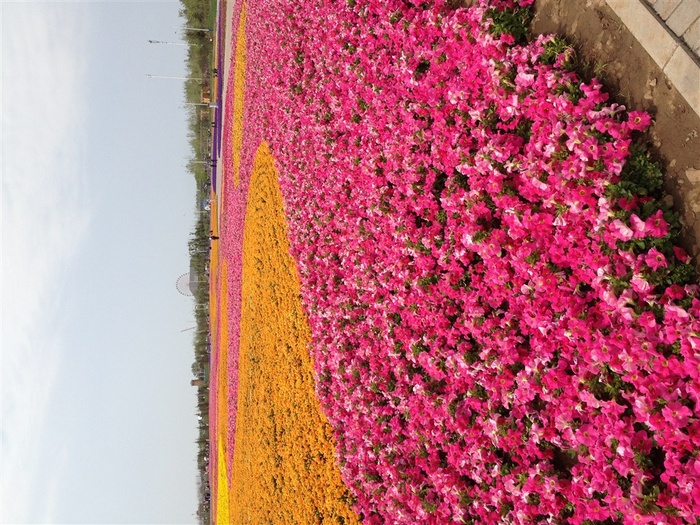 花海 鲜花 世博园 花卉 黄色 粉色