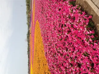 花海 鲜花 世博园 花卉 黄色 粉色