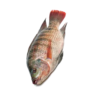 鱼类(84)海鲜超市商品红酒白底图免抠实物摄影png格式图片透明底