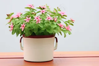 鲜花植物盆栽摄影图