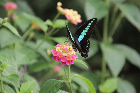 可爱昆虫图（蝴蝶）