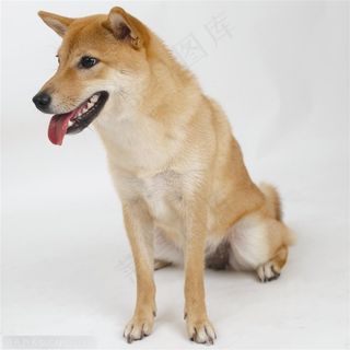 中型犬-坐着的可爱小狗