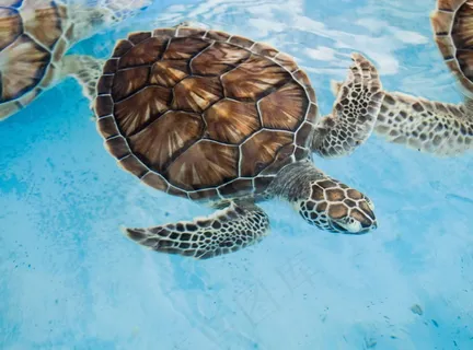 海底玳瑁海龟图片 海底玳瑁海龟图片
