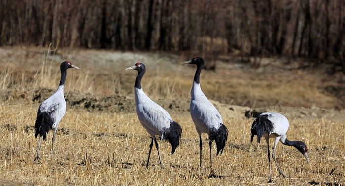 鸟类大全黑颈鹤摄影图