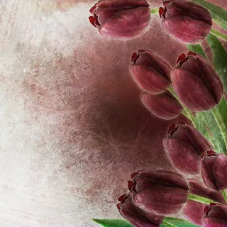 素描郁金香图片素材