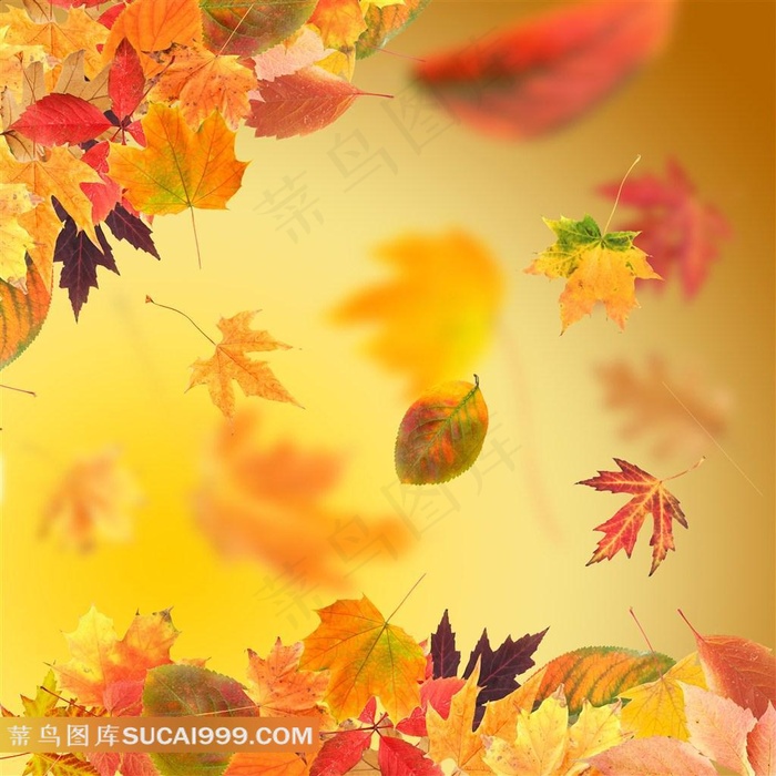 枯黄飘零的枫叶图片