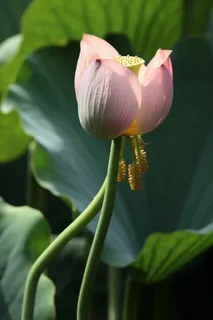 绿色简约节气清新意境背景