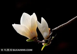 白色玉兰花大图