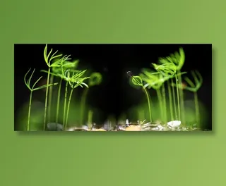 森林风光写真高清图片