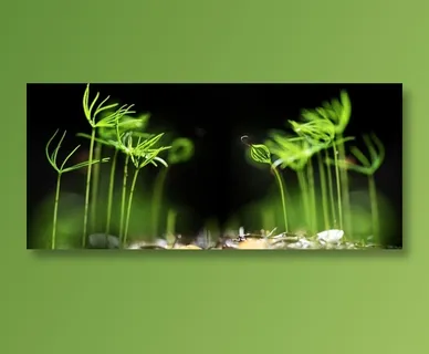 森林风光写真高清图片 森林风光写真高清图片