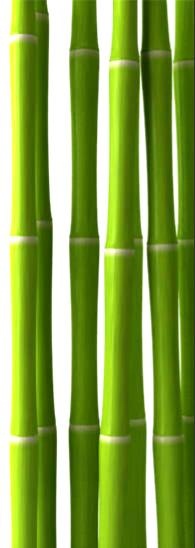竹子 PNG免抠(195x548)