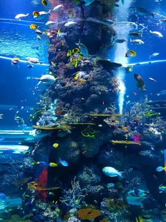 冬天海底动物背景风景 冬天海底动物背景风景