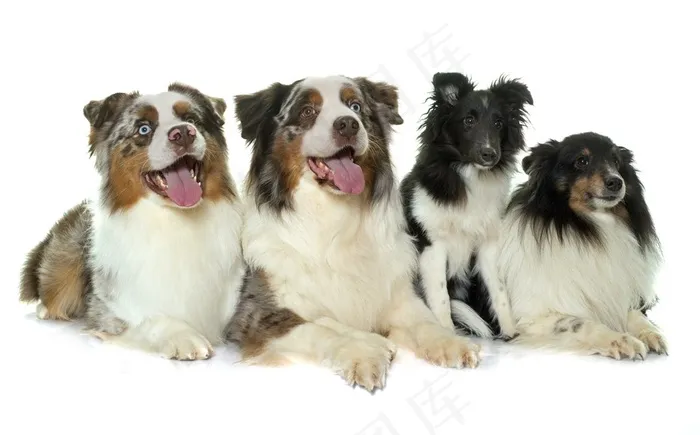 喜乐蒂牧羊犬狗狗图片