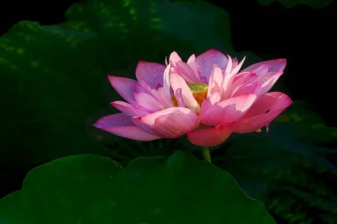 粉红色的荷花素材图片 粉红色的荷花素材图片