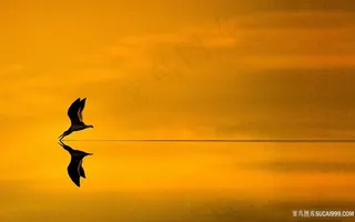 湖面捕鱼鸟唯美壁纸