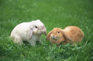 草地上两只兔子图片