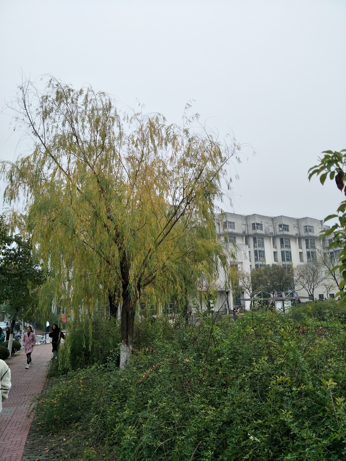 冬天的景色