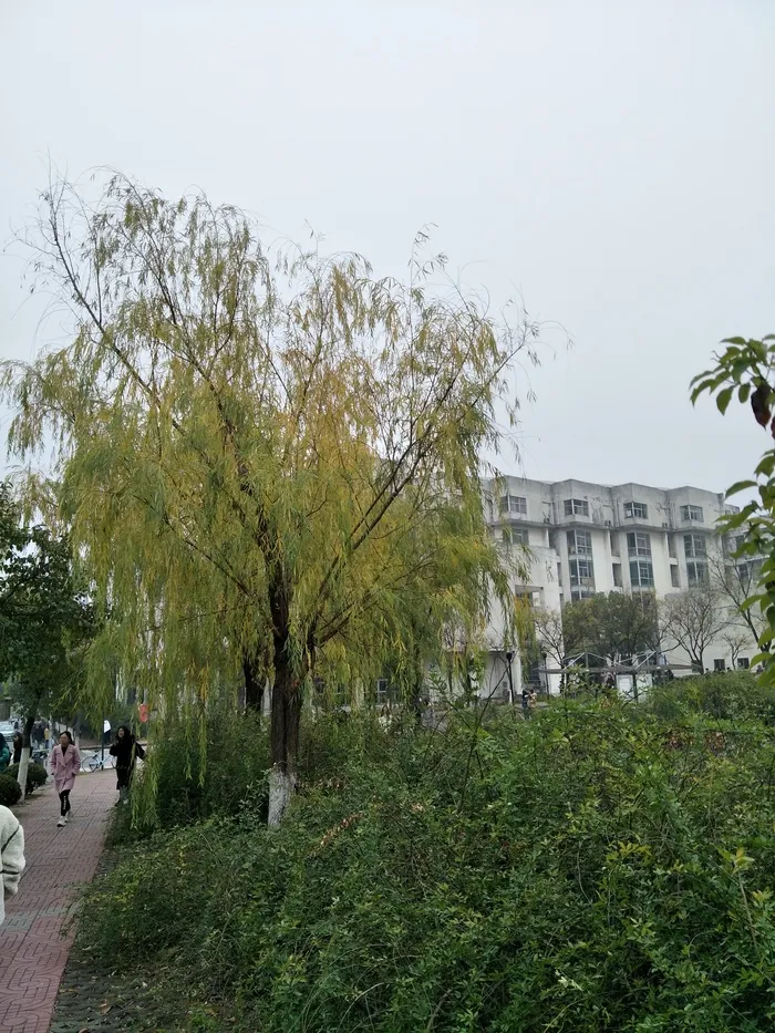 冬天的景色