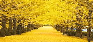 银杏树 黄金大道