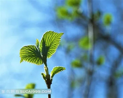 植物绿芽图片 植物绿芽图片