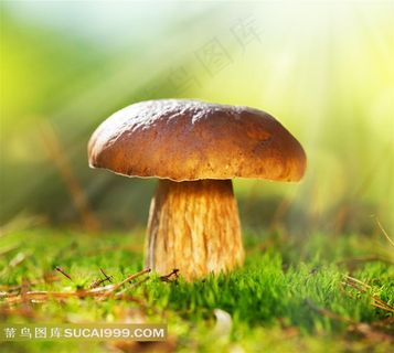 蘑菇高清特写图片蔬菜图片