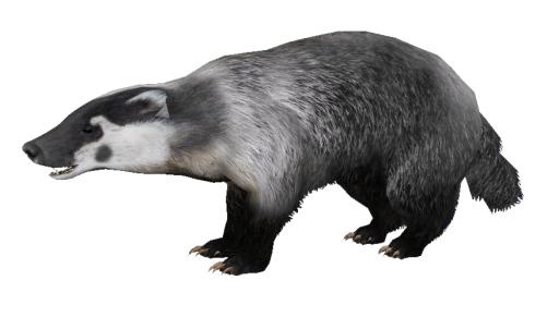 獾 PNG(876x499)