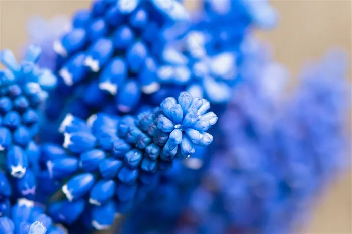 花朵植物花卉鲜花