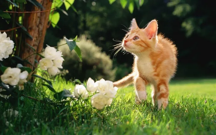 可爱萌猫桌面壁纸素材大图