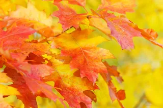 秋天唯美红叶图片