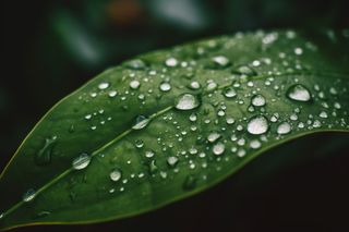 一张上面有水滴的照片，上面有绿叶摄影图桌面壁纸