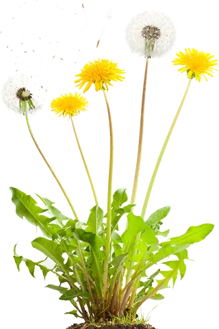 蒲公英现代农业