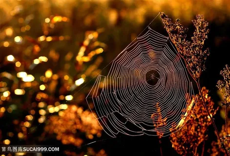 蜘蛛网特写写真高清图片