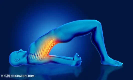 做瑜伽人体结构背部透视图片人体器官图