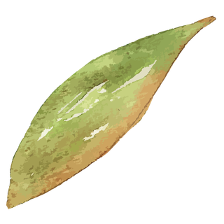 唯美森系手绘水彩花朵 免抠