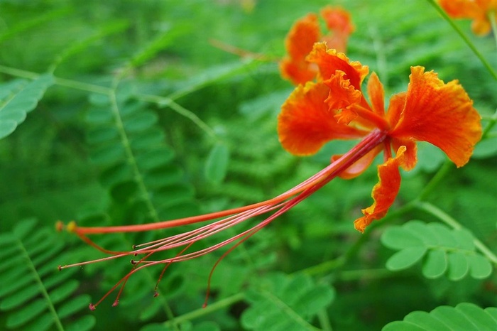绿叶间生长的一朵飞舞的花朵