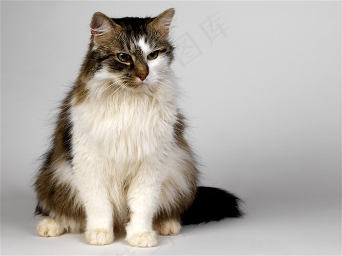 坐着的小猫咪素材
