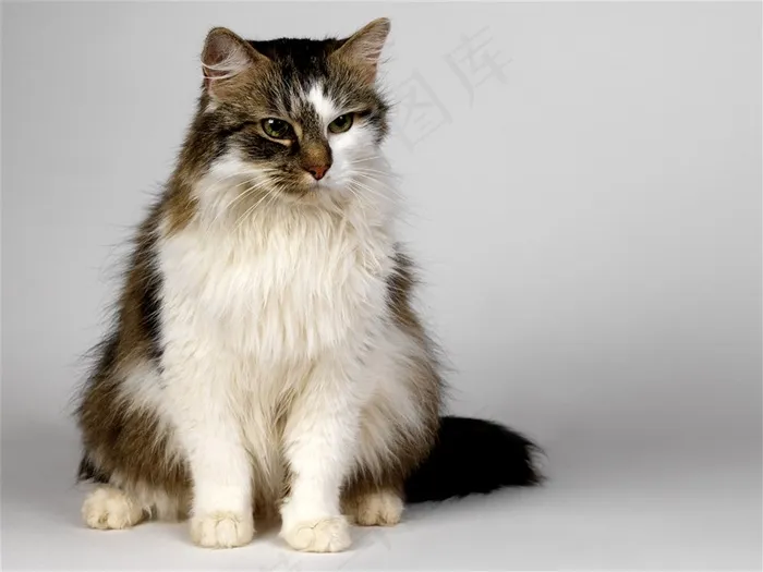 坐着的小猫咪素材
